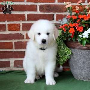 Storm, Great Pyrenees Puppy